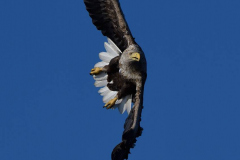 Seeadler-fliegt-D500-003943
