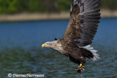 Seeadler-fliegt-mit-Fisch-D500-001439
