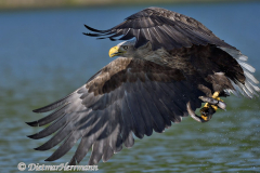 Seeadler-fliegt-mit-Fisch-D500-001440