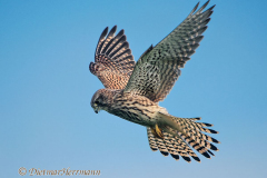 Turmfalke-fliegt-Kronsberg-D810-070966