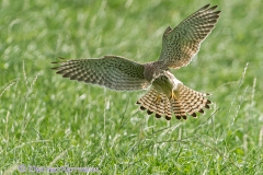 Turmfalke-fliegt-Kronsberg-D810-071095