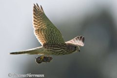 Turmfalke-fliegt-mit-Maus-Kronsberg-D810-071116