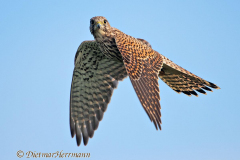 Turmfalke-fliegt-und-schaut-Kronsberg-D810-070958
