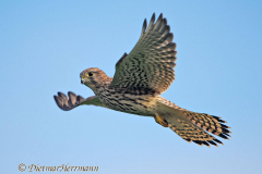 Turmfalke-fliegt-und-schaut-Kronsberg-D810-070961