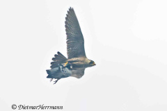 Wanderfalke-traegt-Taube-D850b-066967_DxO