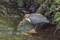Harz-Wasseramsel-Z9-184173