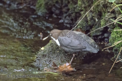 Harz-Wasseramsel-Z9-184176