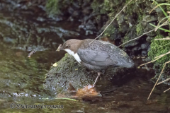 Harz-Wasseramsel-Z9-184177