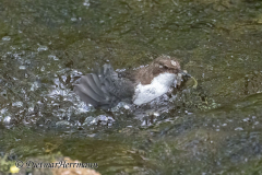 Harz-Wasseramsel-Z9-184353