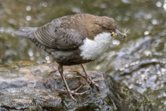 Harz-Wasseramsel-Z9-185057