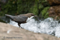 Harz-Wasseramsel-Z9-186145
