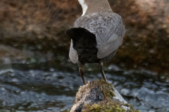 Harz-Wasseramsel-Z9-186211