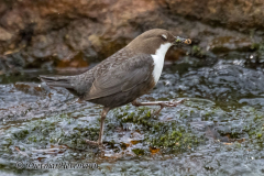 Harz-Wasseramsel-Z9-186709