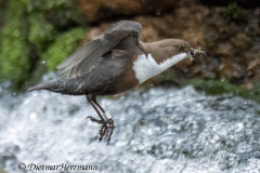 Harz-Wasseramsel-Z9-186887
