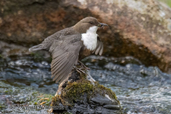 Harz-Wasseramsel-Z9-187763