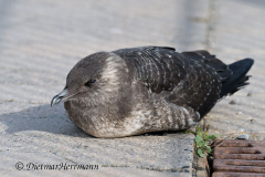 Helgoland-Falkenraubmoewe-Z8-017257