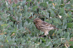 Helgoland-Rotkehlpieper-Z8-012418_DxO