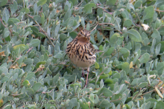 Helgoland-Rotkehlpieper-Z8-012428_DxO