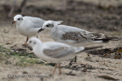 Helgoland-Schwarzkopfmoewe-Z9-308612