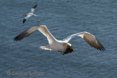 Helgoland-Basstoelpel-Z9-201787