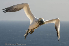 Helgoland-Basstoelpel-Z9-202853