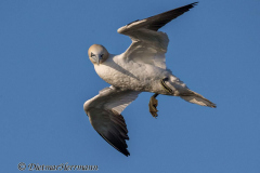 Helgoland-Basstoelpel-Z9-206486_2