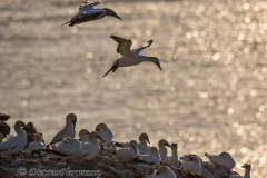Helgoland-Basstoelpel-Z9-206873