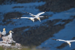 Helgoland-Basstoelpel-Z9-207086