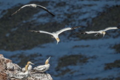 Helgoland-Basstoelpel-Z9-207157