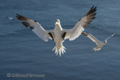 Helgoland-Basstoelpel-Z9-208299