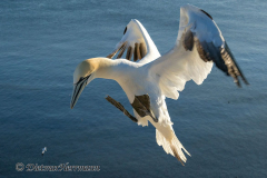 Helgoland-Basstoelpel-Z9-208484