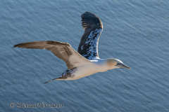 Helgoland-Basstoelpel-Z9-208918