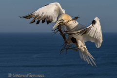 Helgoland-Basstoelpel-Z9-209267