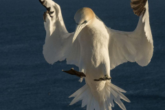 Helgoland-Basstoelpel-Z9-209422