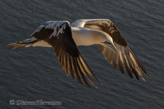Helgoland-Basstoelpel-Z9-209479