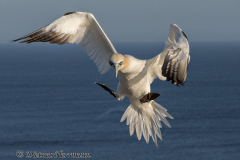 Helgoland-Basstoelpel-Z9-209493