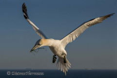 Helgoland-Basstoelpel-Z9-209542