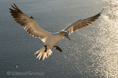 Helgoland-Basstoelpel-Z9-209648