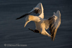 Helgoland-Basstoelpel-Z9-211804