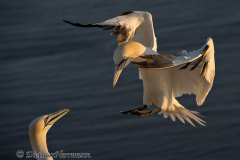 Helgoland-Basstoelpel-Z9-211808
