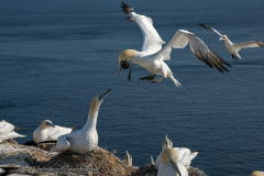 Helgoland-Basstoelpel-Z9-215006