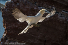 Helgoland-Basstoelpel-Z9-215222