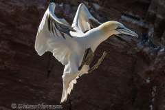 Helgoland-Basstoelpel-Z9-215224