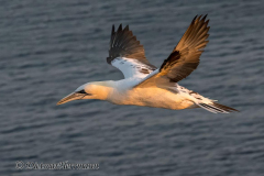 Helgoland-Basstoelpel-Z9-216361