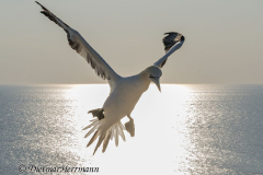 Helgoland-Basstoelpel-Z9-221046