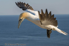 Helgoland-Basstoelpel-Z9-221450