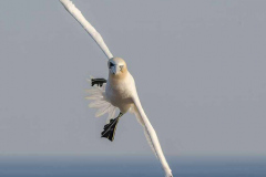 Helgoland-Basstoelpel-Z9-222193