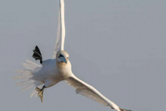 Helgoland-Basstoelpel-Z9-222196
