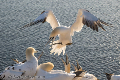 Helgoland-Basstoelpel-Z9-222652