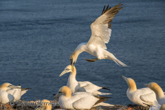 Helgoland-Basstoelpel-Z9-222883